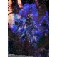 Figurine Berserk - Guts (Berserker Armor) - Heat of Passion - S.H.Figuarts 16cm